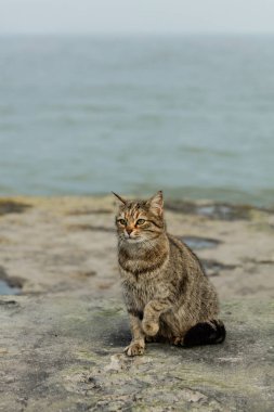 Denize karşı sahilde komik gri kedi. Seçici odak.