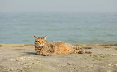 Denize karşı sahilde komik gri kedi. Seçici odak.
