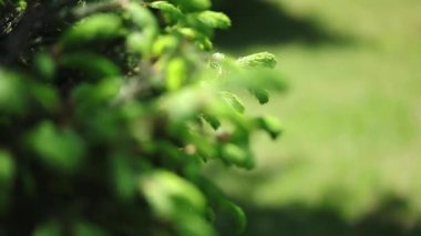 Güneşli bir bahar günü. Güzel yeşil arka plan Ladin genç twigs. Makro çekim, arka plan bulanık. Seçici odak.