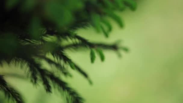 Jour de printemps ensoleillé. Beau fond vert de jeunes rameaux d'épinette. Prise de vue macro, fond flou. Concentration sélective .
