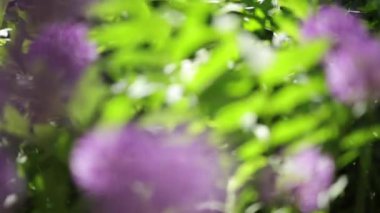 Yaz güneşli gün yeşil bir çayırda çiçekler güzel arka plan. Dekoratif Allium mor büyük küresel şemsiye ile. Seçici odak.