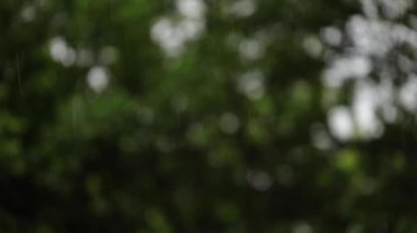 Yeşil ağaçların arka planda yaz yağmuru-makro Shot, bulanık arka plan. Seçici odak.