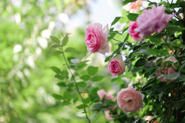 Bir yaz bahçesinde güzel pembe güller. 