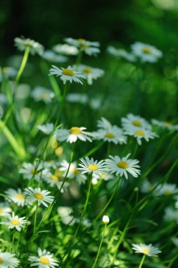 Yaz beyaz papatya çiçek yeşil çayır üzerinde. 