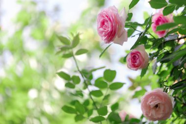 Bir yaz bahçesinde güzel pembe güller. 