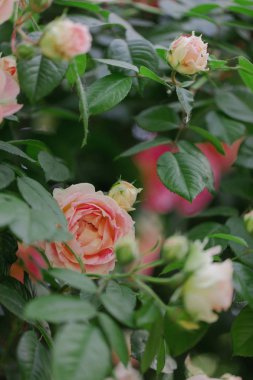 Bir yaz bahçesinde güzel pembe güller. 