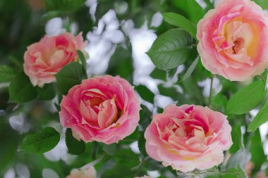 Bir yaz bahçesinde güzel pembe güller. 