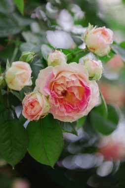 Bir yaz bahçesinde güzel pembe güller. 