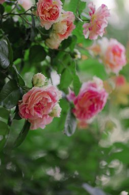 Bir yaz bahçesinde güzel pembe güller. 