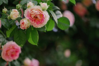 Bir yaz bahçesinde güzel pembe güller. 