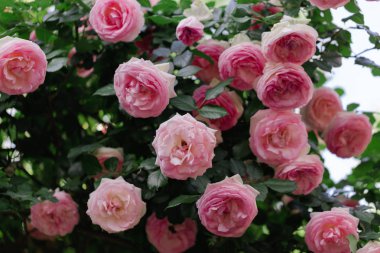 Bir yaz bahçesinde güzel pembe güller. 