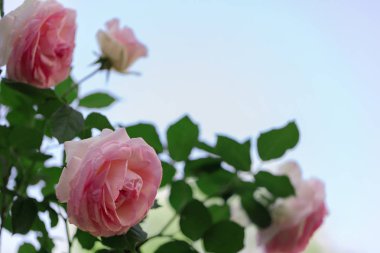 Bir yaz bahçesinde güzel pembe güller. 