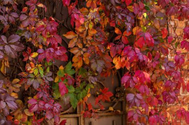 Sonbahar renkleri. Süs üzümlerinin ilk yaprakları. Seçici focu