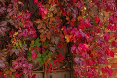 Sonbahar renkleri. Süs üzümlerinin ilk yaprakları. Seçici focu