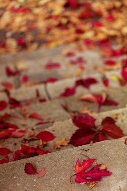 Sonbahar yaprak düşer. Yıkılan eski sto kırmızı ve sarı yapraklarda