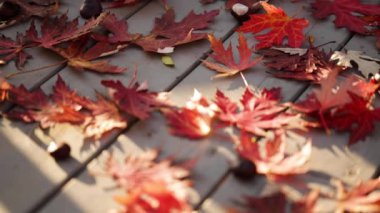 Sonbahar renkleri. Gri ahşap arka planda kırmızı akçaağaç yaprakları. Seçici odaklanma. Bulanık etkisi.