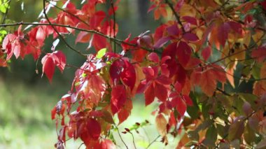 Sonbahar zamanı - sonbahar renkleri. Kırmızı, ahududu, bordo ve kırmızının çeşitli tonlarında üzüm yaprakları. Güneş ışınları ve parıltılar. Seçici odak.