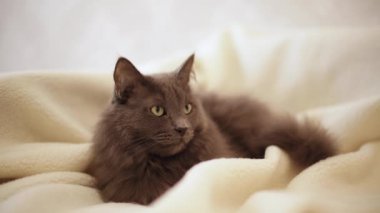 Güzel gri tüylü kedi kanepede uyuyor. Seçici odak.