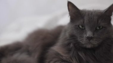 Güzel gri tüylü kedi kanepede uyuyor. Seçici odak.