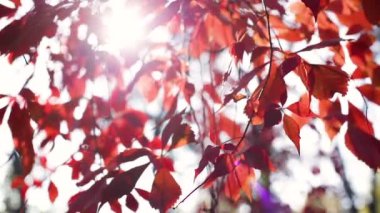 Sonbahar zamanı - sonbahar renkleri. Kırmızı, ahududu, bordo ve kırmızının çeşitli tonlarında üzüm yaprakları. Güneş ışınları ve parıldıyor.