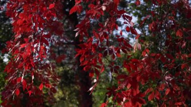 Sonbahar zamanı - sonbahar renkleri. Kırmızı, ahududu, bordo ve kırmızının çeşitli tonlarında üzüm yaprakları. Güneş ışınları ve parıldıyor.