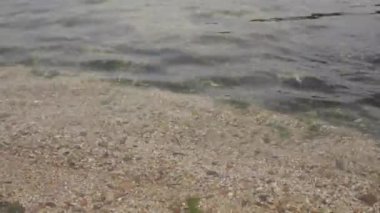 Deniz plajı - yakın çekim, dalgalar, taşlar ve kabuklar, kum ve yosun.