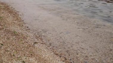 Deniz plajı - yakın çekim, dalgalar, taşlar ve kabuklar, kum ve yosun.