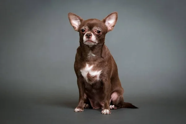 Gray Arka Plan Stüdyo Fotoğraf Üzerinde Eski Chihuahua — Stok fotoğraf