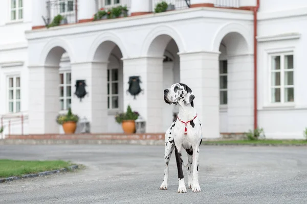 Güzel Homestead büyük Dane
