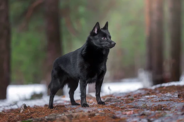 Güzel çam ormanında Schipperke köpek