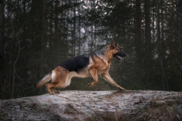 Berger Allemand Dans Les Paysages Automne — Photo