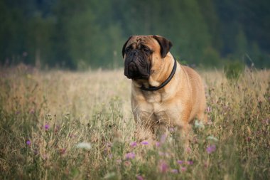 Bullmastiff bir alanda yürüyüş