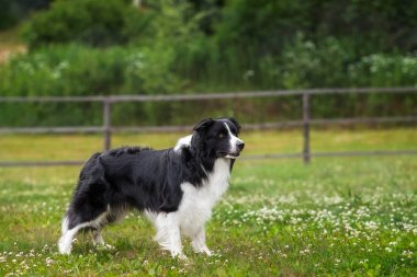 Sınır collie bir çim çim üzerinde duruyor