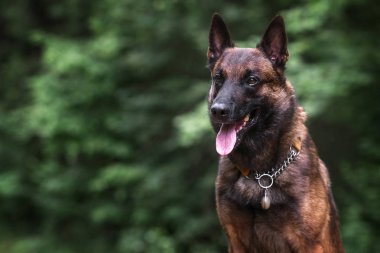 Gree ormanında Belçikalı malinois