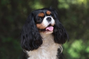 Cavalier kral Charles Spaniel yaz parkında