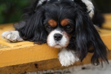 Cavalier kral Charles Spaniel yaz parkında