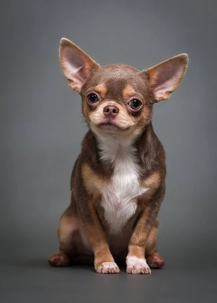 Chihuahua Szczeniak Szarym Tle — Zdjęcie stockowe
