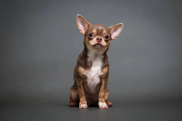 Gri Bir Arka Plan Üzerinde Chihuahua Köpek Yavrusu — Stok fotoğraf