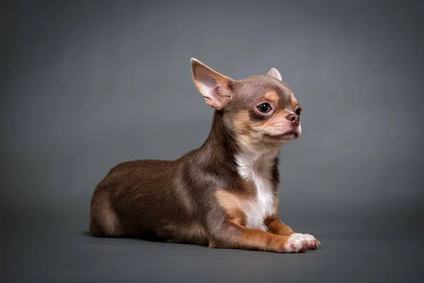 Chihuahua Kiskutya Szürke Háttér — Stock Fotó