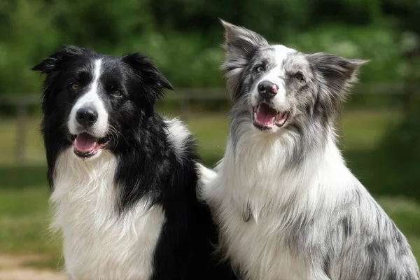 Sınır collies en iyi arkadaşlar