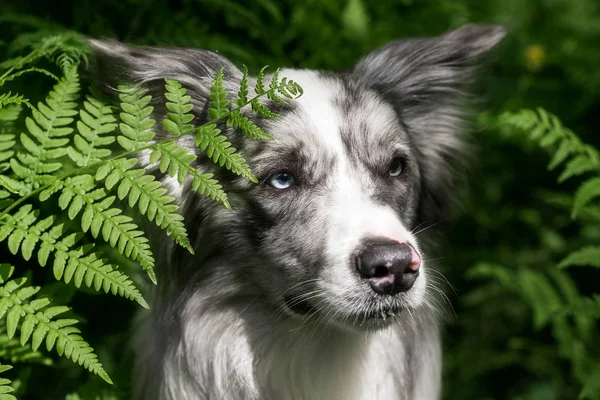Harlequin sınır collie portre