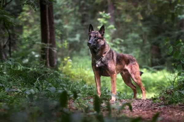 Gree ormanında Belçikalı malinois