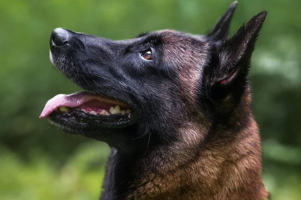 Gree ormanında Belçikalı malinois