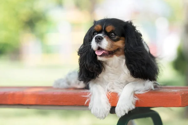 Cavalier kral Charles Spaniel yaz parkında