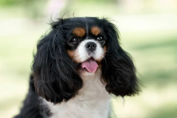 Cavalier kral Charles Spaniel yaz parkında