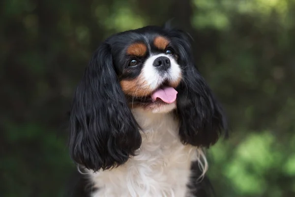 Cavalier kral Charles Spaniel yaz parkında
