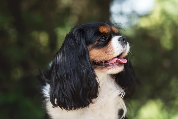 Cavalier Król Charles Spaniel Parku Letnim — Zdjęcie stockowe