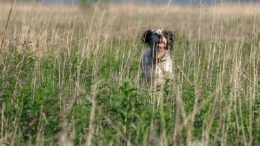 Setter kuşları avlıyor.