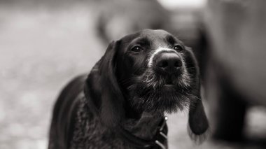 Drahthaar köpek havlıyor