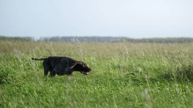 Deutsch drahthaar kuş avlıyor